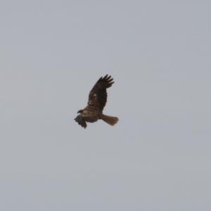 Western Marsh-harrier