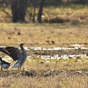 Greylag Goose