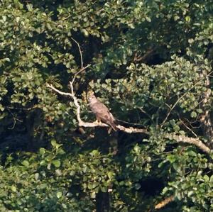 Common Buzzard