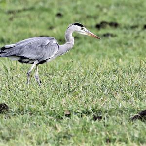 Grey Heron