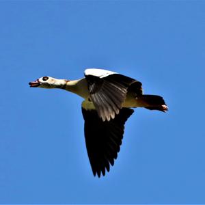 Nilgans