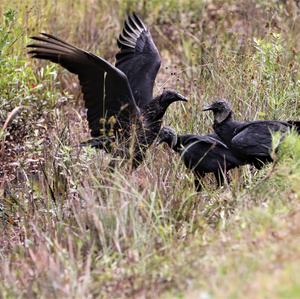 Black Vulture