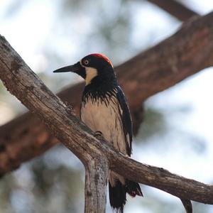 Acorn Woodpecker