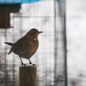 Common Starling