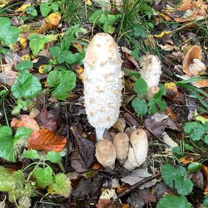 Shaggy Mane