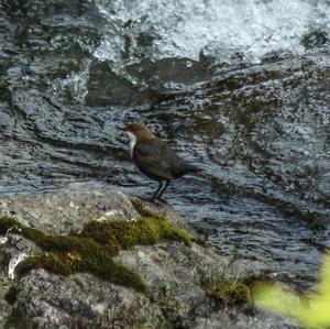 White-throated Dipper