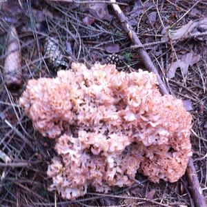 Eastern Cauliflower Mushroom