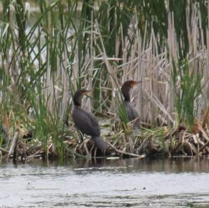 Double-crested Cormorant