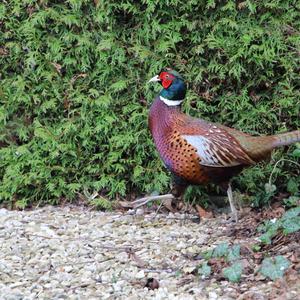 Common Pheasant