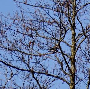 Eurasian Jay