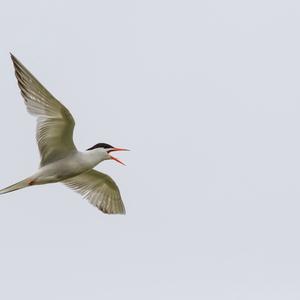 Arctic Tern