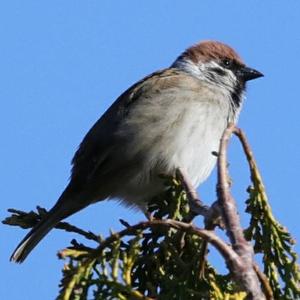 Eurasian Tree Sparrow