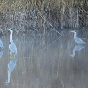 Grey Heron