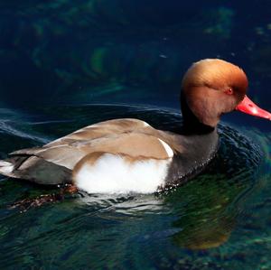 Red-crested Pochard