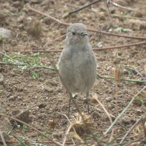 Black Redstart