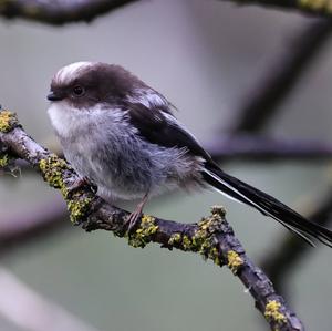 Long-tailed Tit