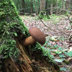 Bay Bolete