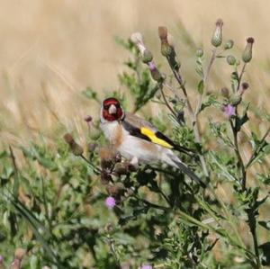 European Goldfinch