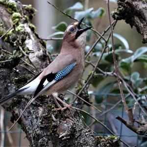 Eurasian Jay