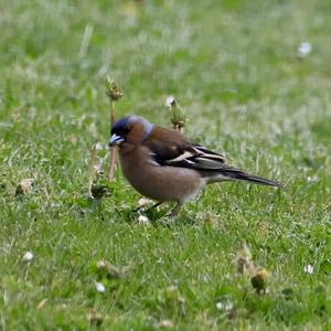 Eurasian Chaffinch