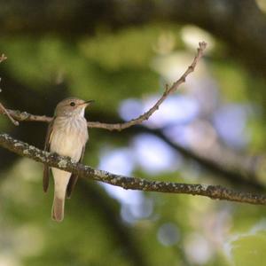 Spotted Flycatcher