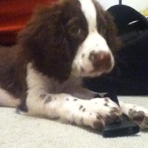 Spaniel (English Springer)