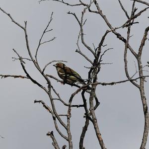 Eurasian Chaffinch