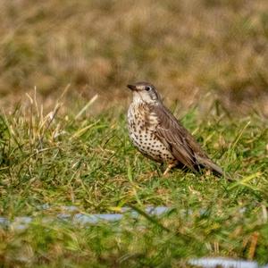 Song Thrush