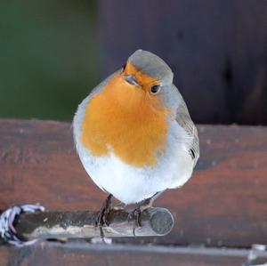 European Robin