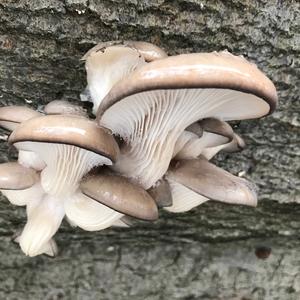 Oyster Mushroom