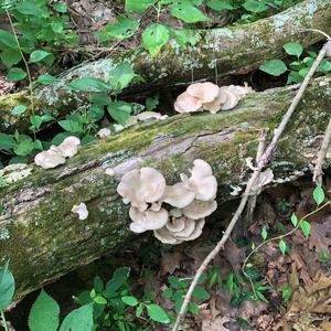 Oyster Mushroom