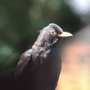 Eurasian Blackbird