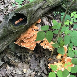 Chicken Mushroom