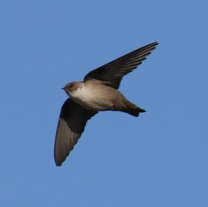 Eurasian Crag-martin