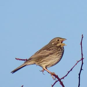 Corn Bunting