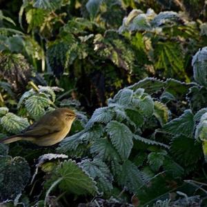 Common Chiffchaff