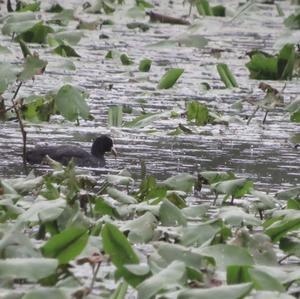 Common Coot