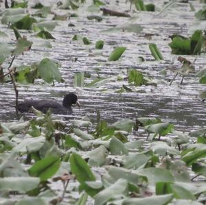 Common Coot