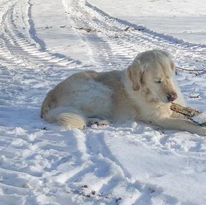 Retriever (Golden)