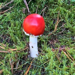 Fly Agaric