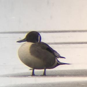 Northern Pintail