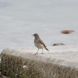 Water Pipit