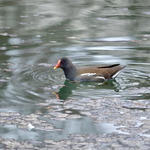 Common Moorhen