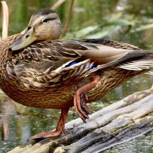 Mallard