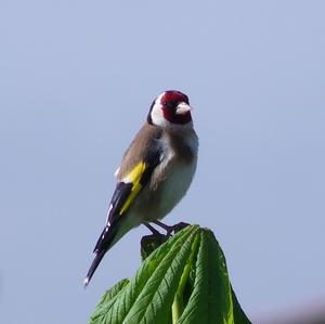 European Goldfinch