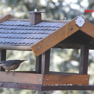 Wood Nuthatch