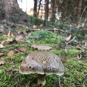 Red-cracked Bolete