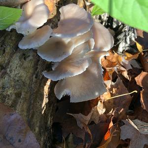 Oyster Mushroom