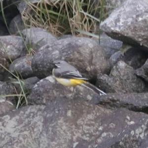 Grey Wagtail