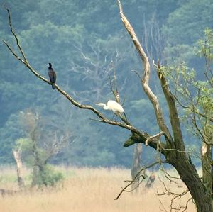 Great Egret